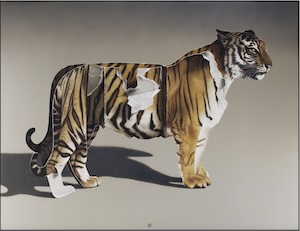 tigerpap