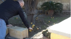 Lemons inLefkosia