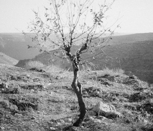 VIYAN KALAYCIn